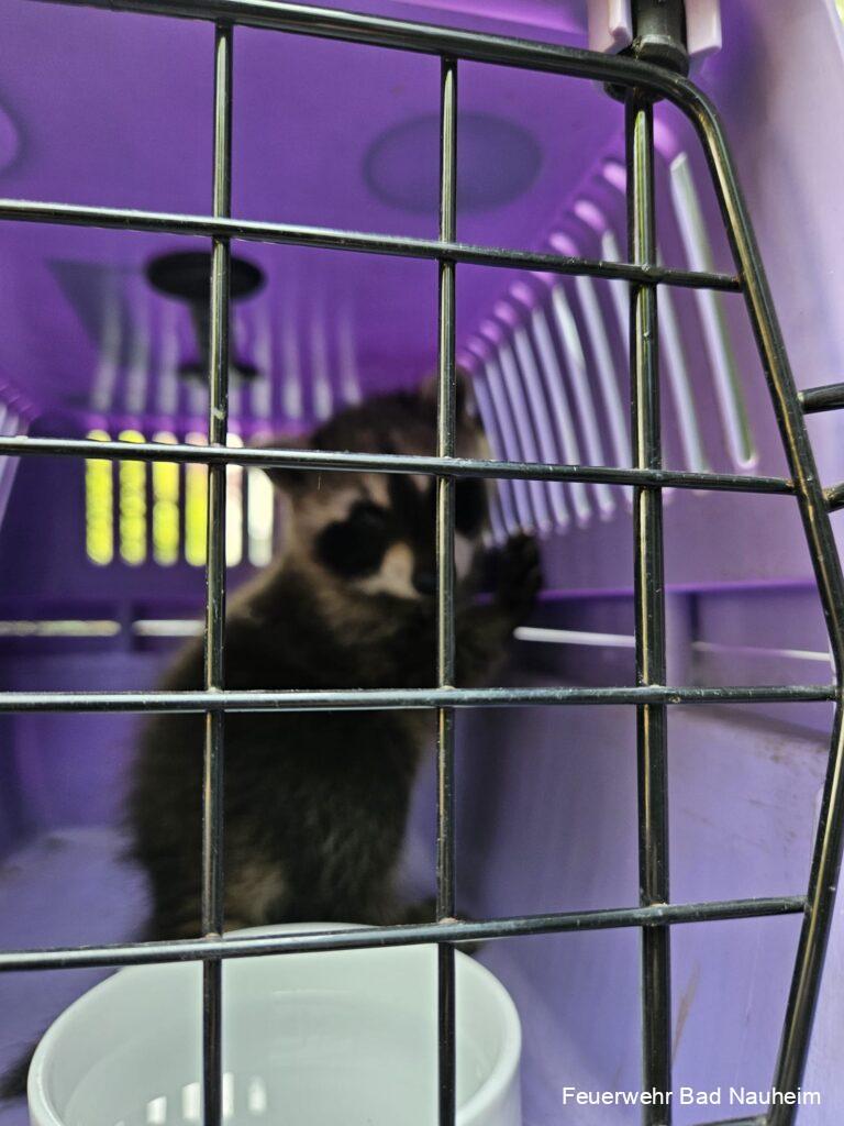 Mehr über den Artikel erfahren Tierrettung: Waschbär Junges in Lichtschacht